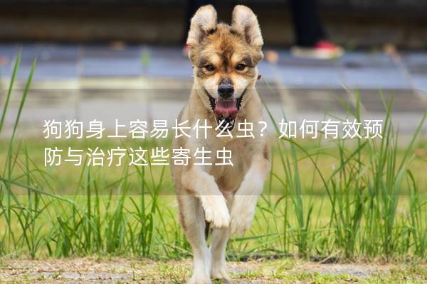 狗狗身上容易長什么蟲？如何有效預防與治療這些寄生蟲