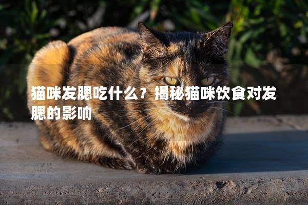 貓咪發腮吃什么？揭秘貓咪飲食對發腮的影響