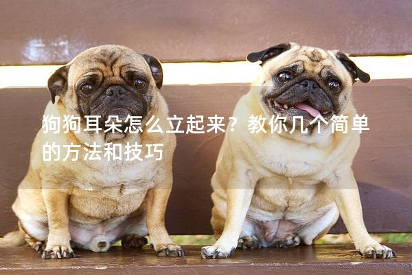 狗狗耳朵怎么立起來？教你幾個簡單的方法和技巧
