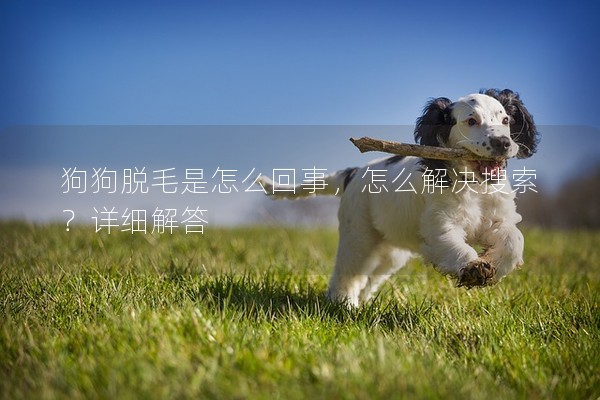 狗狗脫毛是怎么回事,怎么解決搜索?詳細解答 狗狗脫毛是怎么回事,怎么解決搜索?詳細解答