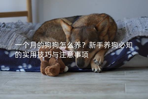 一個(gè)月的狗狗怎么養(yǎng)？新手養(yǎng)狗必知的實(shí)用技巧與注意事項(xiàng)