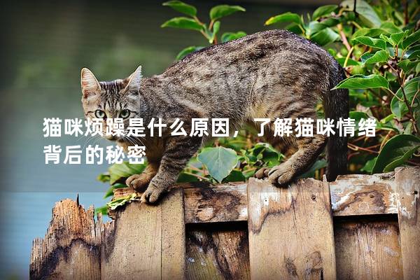 貓咪煩躁是什么原因，了解貓咪情緒背后的秘密