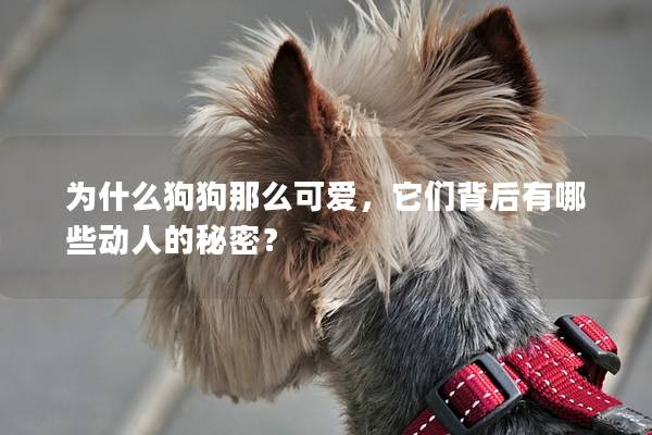 為什么狗狗那么可愛，它們背后有哪些動人的秘密？