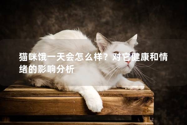貓咪餓一天會怎么樣？對它健康和情緒的影響分析
