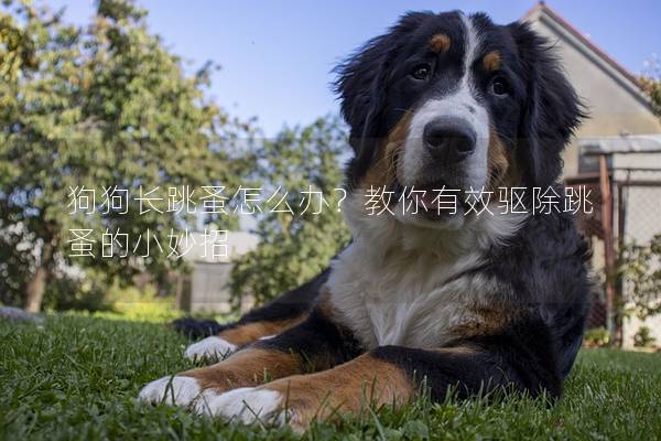 狗狗長跳蚤怎么辦？教你有效驅除跳蚤的小妙招