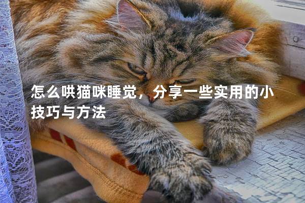怎么哄貓咪睡覺，分享一些實用的小技巧與方法