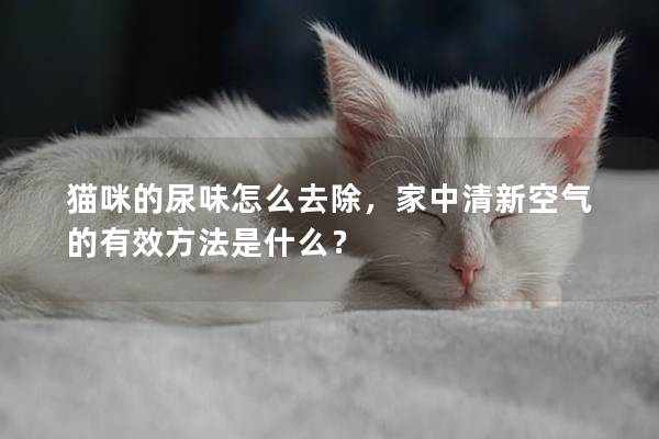 貓咪的尿味怎么去除，家中清新空氣的有效方法是什么？