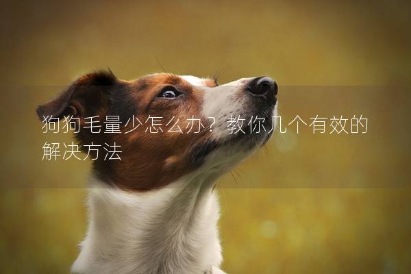 狗狗毛量少怎么辦？教你幾個(gè)有效的解決方法