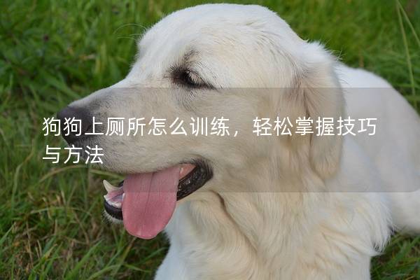 狗狗上廁所怎么訓練，輕松掌握技巧與方法