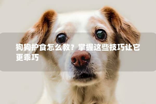 狗狗護(hù)食怎么教？掌握這些技巧讓它更乖巧