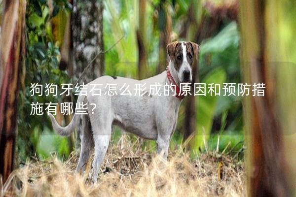 狗狗牙結(jié)石怎么形成的原因和預(yù)防措施有哪些？