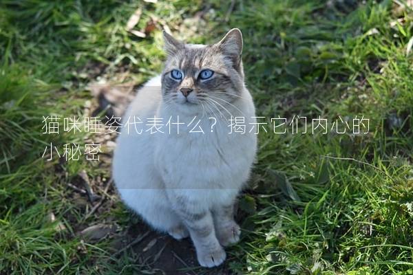 貓咪睡姿代表什么？揭示它們內心的小秘密