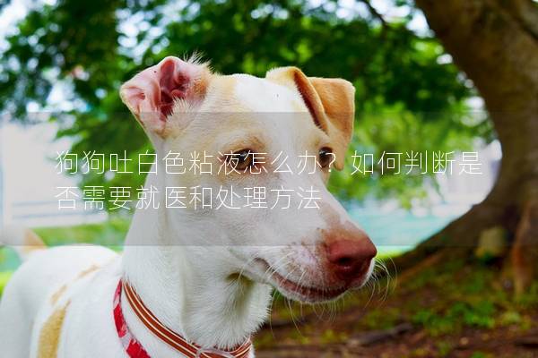 狗狗吐白色粘液怎么辦？如何判斷是否需要就醫(yī)和處理方法