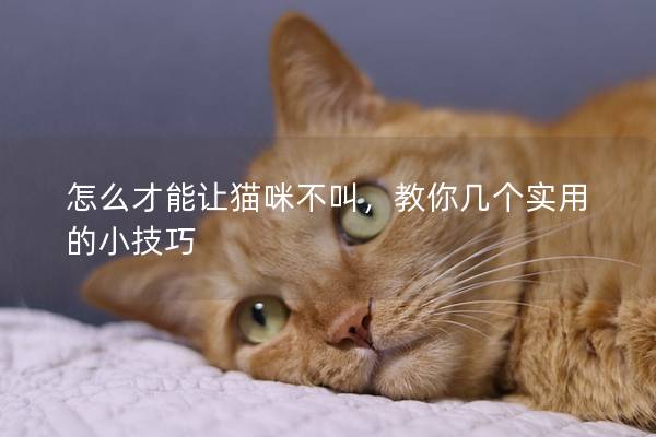 怎么才能讓貓咪不叫，教你幾個實用的小技巧
