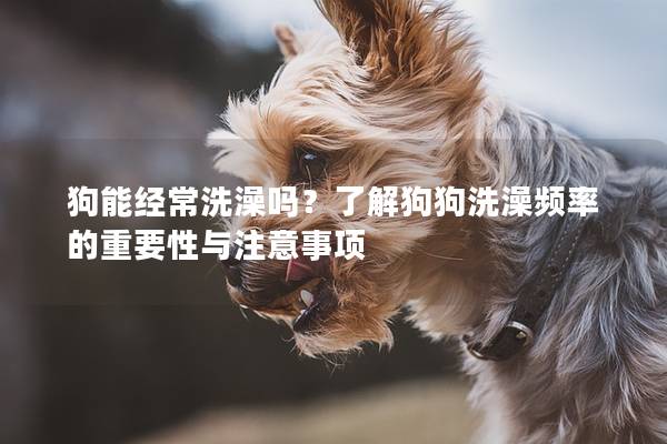 狗能經常洗澡嗎？了解狗狗洗澡頻率的重要性與注意事項