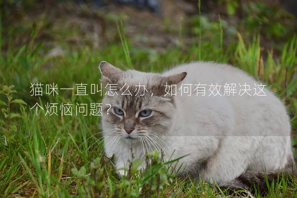 貓咪一直叫怎么辦，如何有效解決這個煩惱問題？