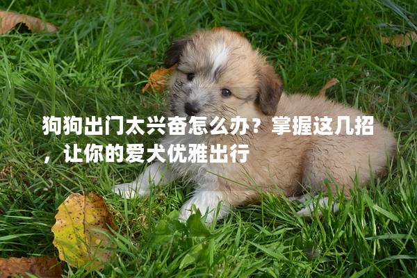 狗狗出門太興奮怎么辦？掌握這幾招，讓你的愛犬優雅出行
