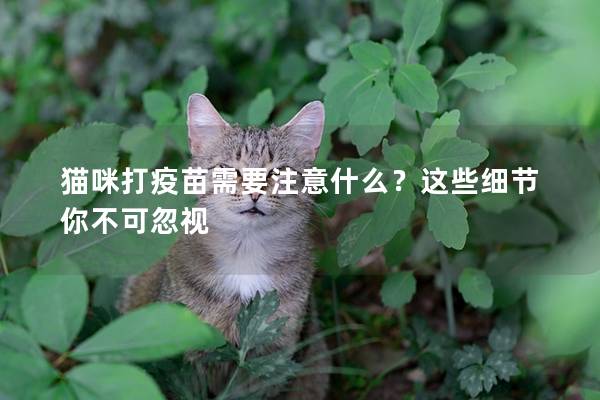 貓咪打疫苗需要注意什么？這些細節你不可忽視
