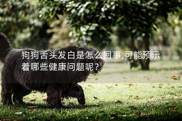 狗狗舌頭發(fā)白是怎么回事,可能預(yù)示著哪些健康問題呢？