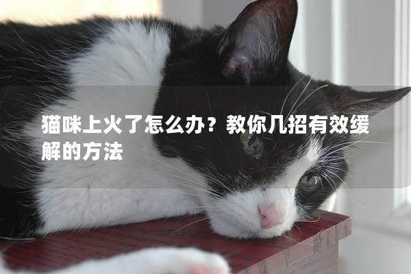 貓咪上火了怎么辦？教你幾招有效緩解的方法