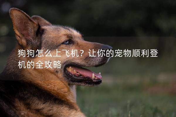 狗狗怎么上飛機(jī)？讓你的寵物順利登機(jī)的全攻略