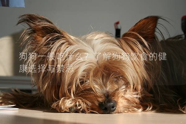 狗狗一般吃什么？了解狗狗飲食的健康選擇與禁忌