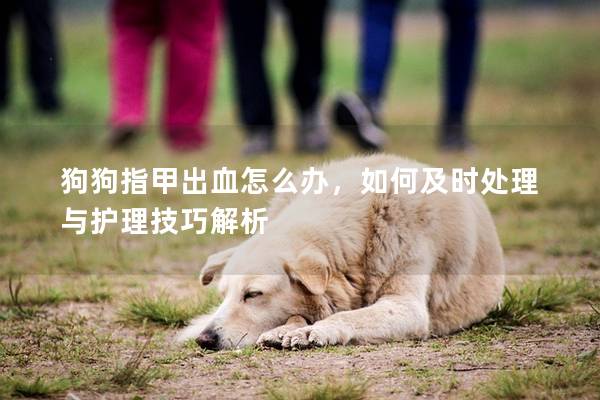 狗狗指甲出血怎么辦，如何及時處理與護理技巧解析
