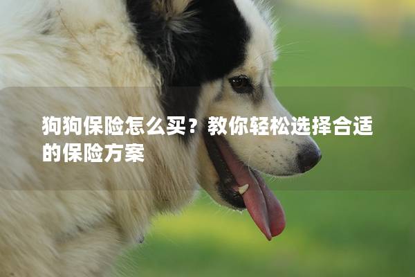 狗狗保險怎么買？教你輕松選擇合適的保險方案