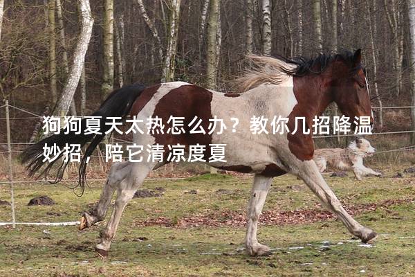 狗狗夏天太熱怎么辦？教你幾招降溫妙招，陪它清涼度夏