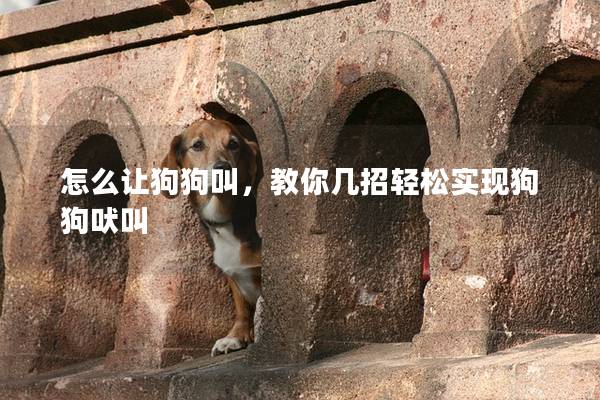 怎么讓狗狗叫，教你幾招輕松實現狗狗吠叫