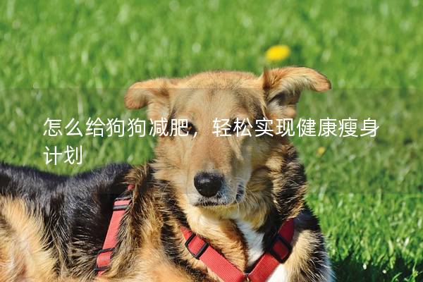 怎么給狗狗減肥，輕松實現健康瘦身計劃