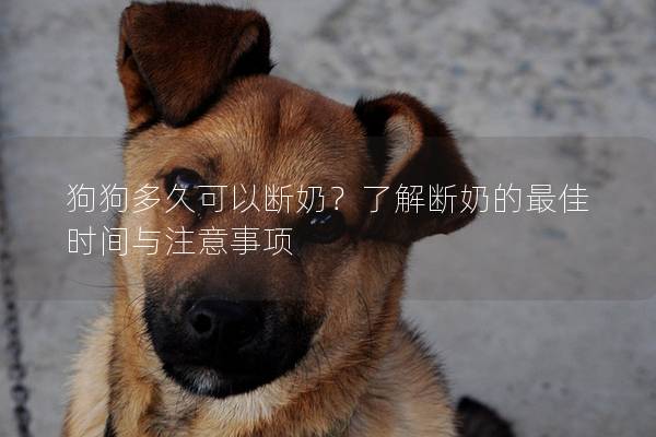 狗狗多久可以斷奶？了解斷奶的最佳時(shí)間與注意事項(xiàng)