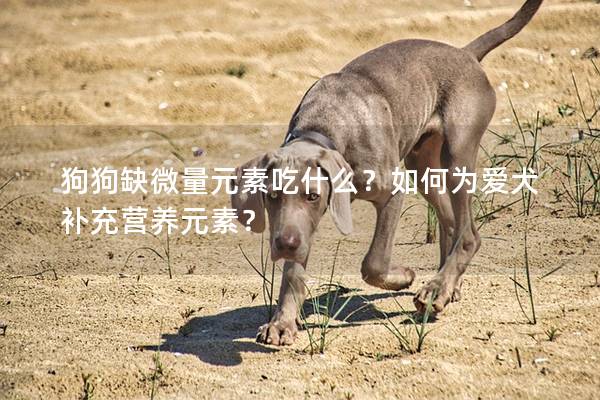 狗狗缺微量元素吃什么？如何為愛(ài)犬補(bǔ)充營(yíng)養(yǎng)元素？