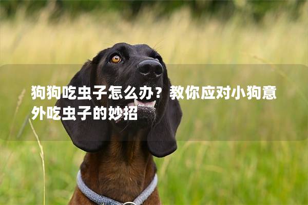 狗狗吃蟲子怎么辦？教你應對小狗意外吃蟲子的妙招