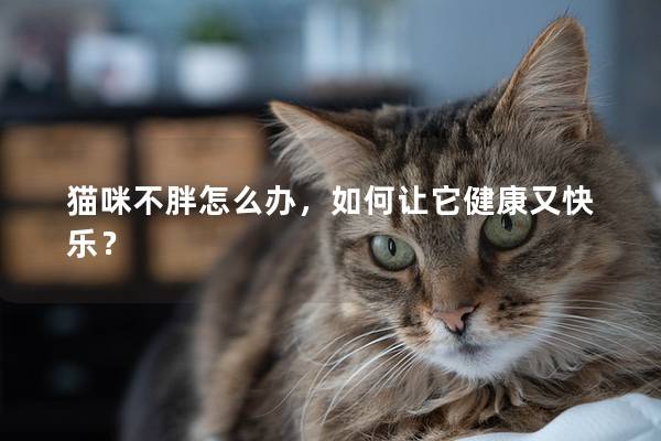 貓咪不胖怎么辦，如何讓它健康又快樂？