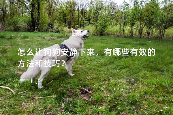 怎么讓狗狗安靜下來，有哪些有效的方法和技巧？