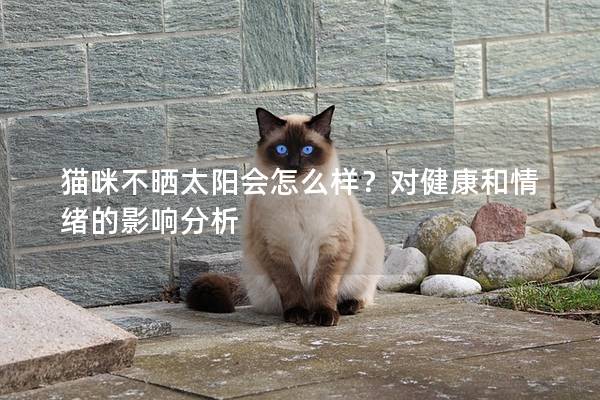 貓咪不曬太陽會怎么樣？對健康和情緒的影響分析