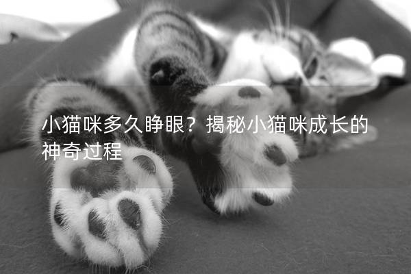 小貓咪多久睜眼？揭秘小貓咪成長的神奇過程