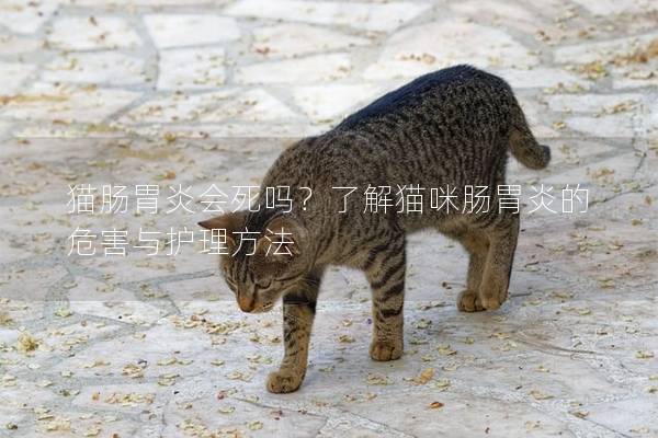 貓腸胃炎會死嗎？了解貓咪腸胃炎的危害與護理方法