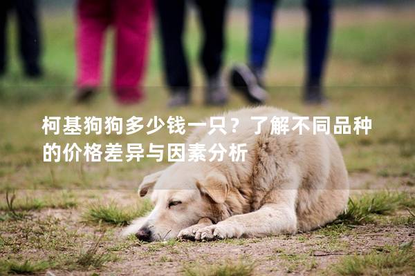 柯基狗狗多少錢一只?了解不同品種的價格差異與因素分析 柯基狗狗多少錢一只?了解不同品種的價格差異與因素分析