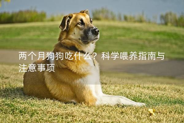 兩個月狗狗吃什么?科學喂養指南與注意事項 兩個月狗狗吃什么?科學喂養指南與注意事項