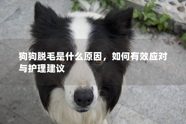 狗狗脫毛是什么原因，如何有效應對與護理建議
