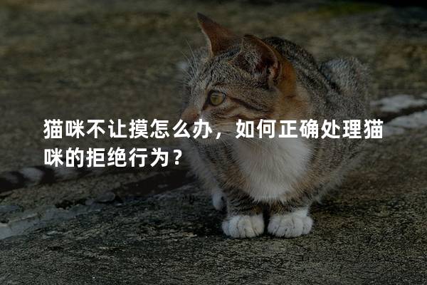 貓咪不讓摸怎么辦，如何正確處理貓咪的拒絕行為？