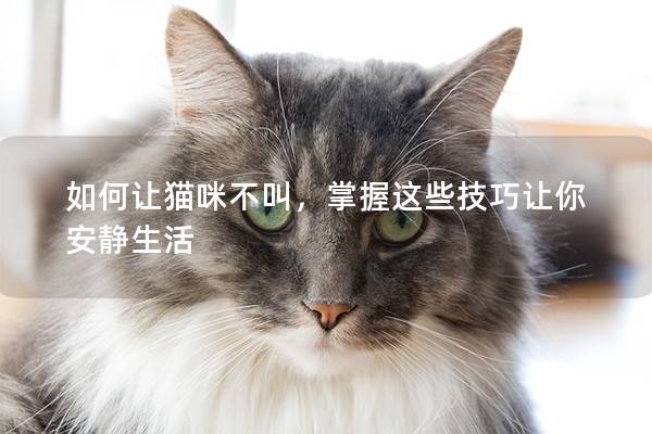 如何讓貓咪不叫，掌握這些技巧讓你安靜生活