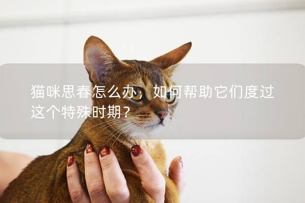 貓咪思春怎么辦，如何幫助它們度過這個特殊時期？