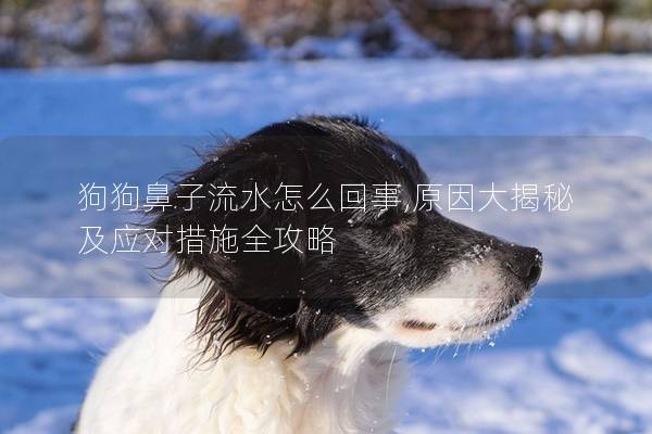 狗狗鼻子流水怎么回事,原因大揭秘及應(yīng)對(duì)措施全攻略