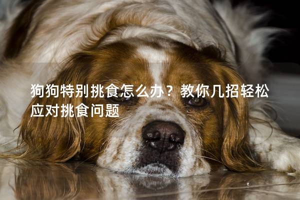 狗狗特別挑食怎么辦？教你幾招輕松應對挑食問題