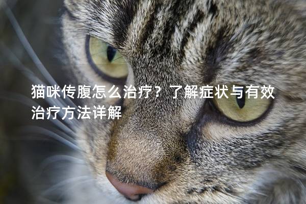 貓咪傳腹怎么治療？了解癥狀與有效治療方法詳解