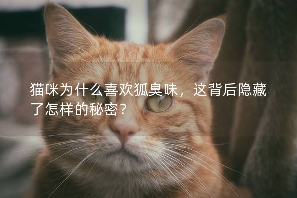 貓咪為什么喜歡狐臭味，這背后隱藏了怎樣的秘密？