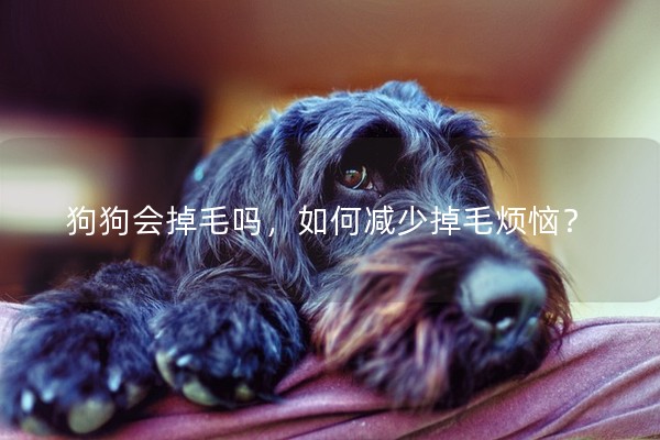 狗狗會(huì)掉毛嗎,如何減少掉毛煩惱? 狗狗會(huì)掉毛嗎,如何減少掉毛煩惱?